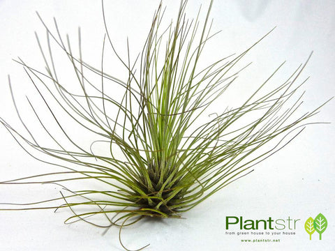 Filifolia Air Plant