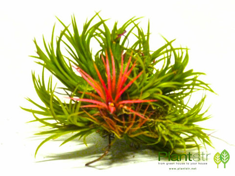 Ionantha Tillandsia Air Plant Cluster