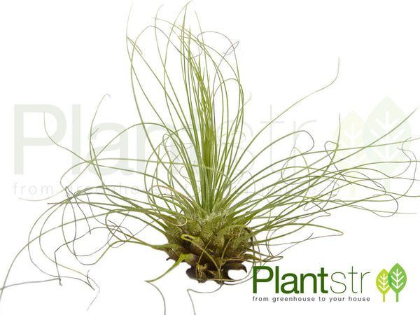 Argentea Guat Air Plant