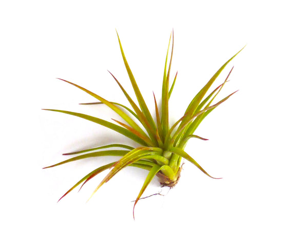 Brachycaul Abididta Air Plant Tillandsia