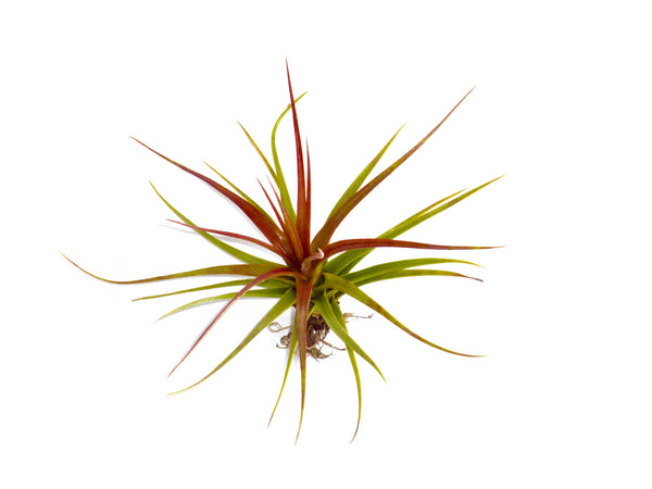Concolor Air Plant