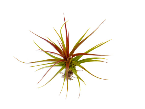 Concolor Air Plant