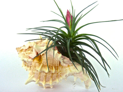 Pink Murex Sea Shell with Air Plant
