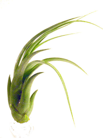 Paucifolia Tillandsia Air Plant