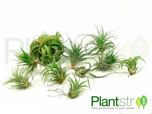 Air Plant Variety 10 pack