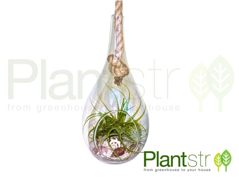 13” Hanging Glass Teardrop Air Plant Tillandsia Terrarium