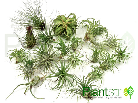 Premium Variety Pack of 20 Air Plants