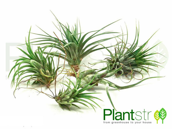 Air Plant Variety 5 Pack