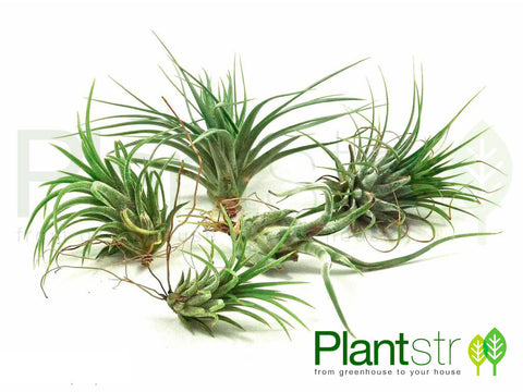 Air Plant Variety 5 Pack