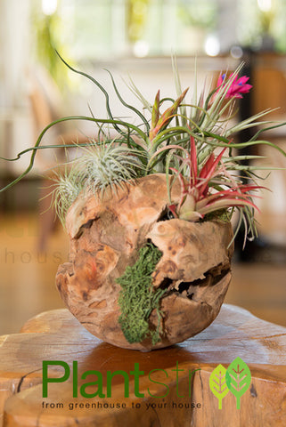 Living Air Plant Wood Spheres