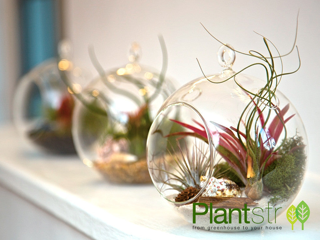 Terrarium with air plants