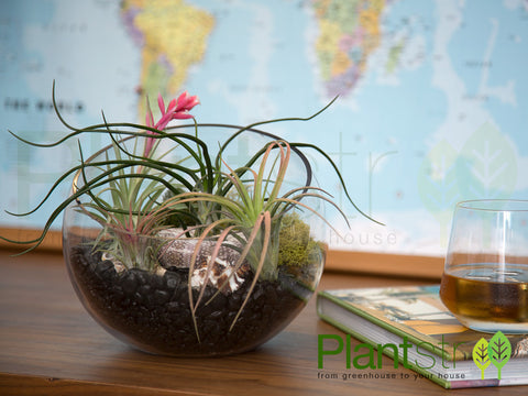 7” Round Bevel Cut Glass Bowl Terrarium