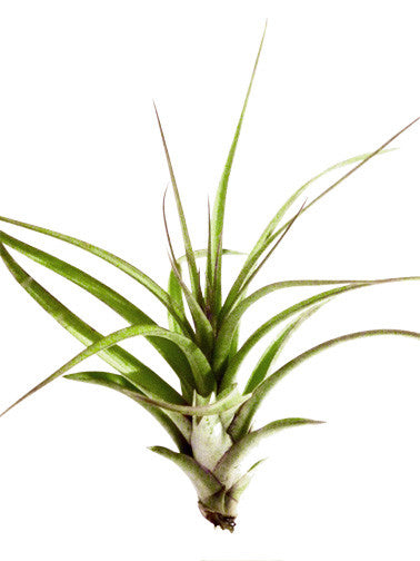 Tillandsia Brachycaulos Hybrid Air Plant