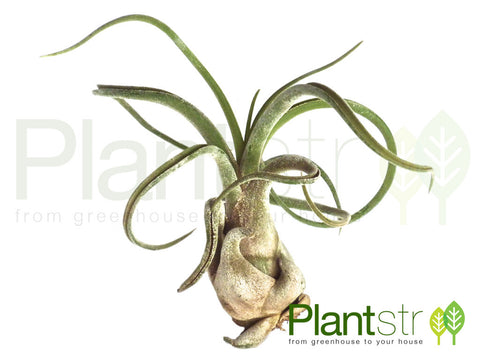 Caput Medusae Air Plant