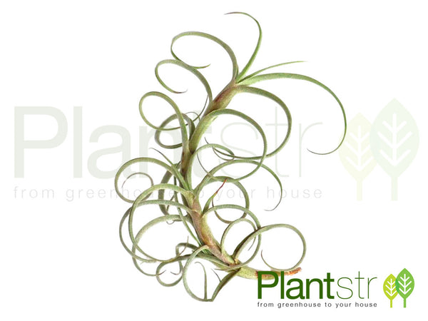 Crocata Giant-Fragrant Air Plant