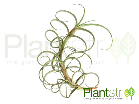 Crocata Giant-Fragrant Air Plant