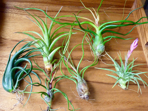 SPECIAL – Premium Exotic Air Plant Combo Pack