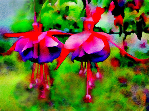 Fuchsia – Botanical Watercolor Prints