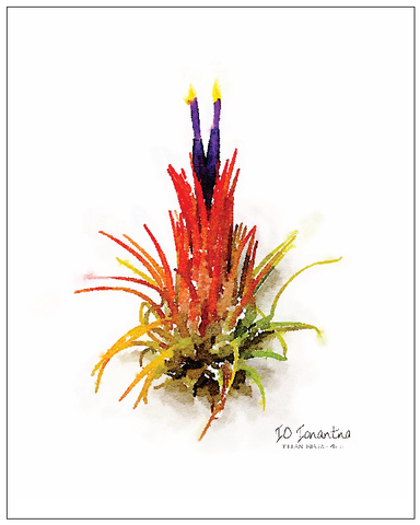 IO Ionantha Air Plant Watercolor Prints