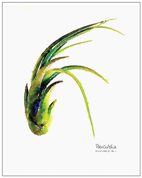 Paucifolia Air Plant Watercolor Prints