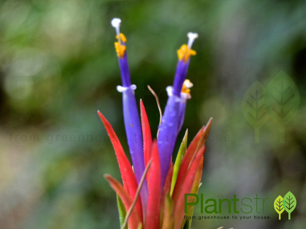 Alfonso Sea Urchins with Tillandsia Air Plants – Air Plant Design Studio