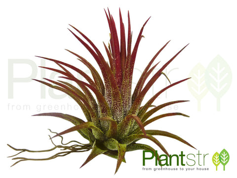 Ionantha Fuego Air Plant