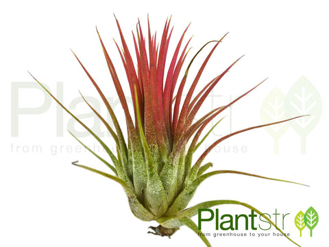 Ionantha Ionatha Air Plant
