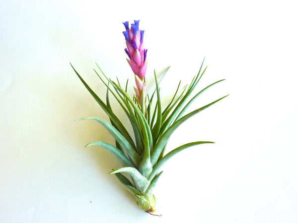 The Aeranthos #13 Air Plant