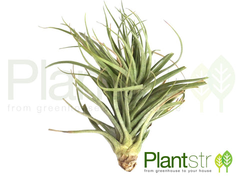 Stricta Stiff Green Air Plant