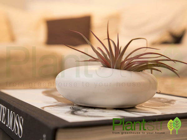 ZEN Ceramic Oval w/ Air Plant