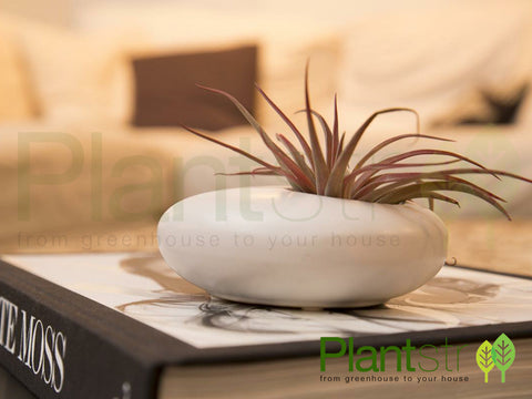 ZEN Ceramic Oval w/ Air Plant