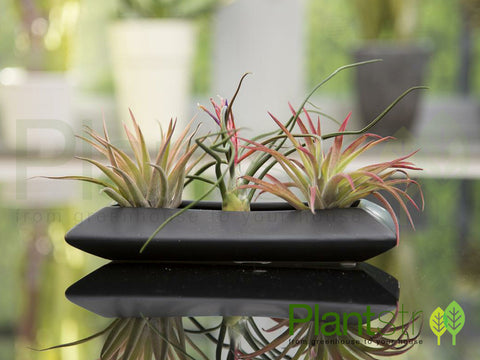 ZEN Ikebana w/ Air Plants