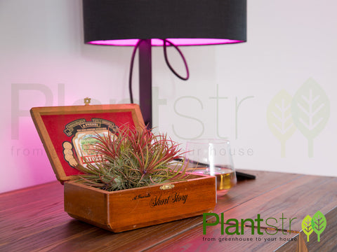 Cigar Box Planters with Ionantha Air Plant Ball