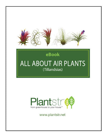All about Air Plants free e-book