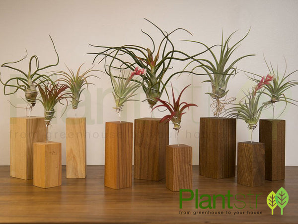 Exotica Wood Air Plant Stand Collection