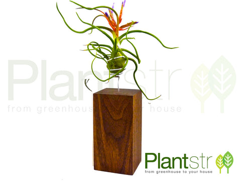 Exotica Grande Walnut Display with Tillandsia Air Plant