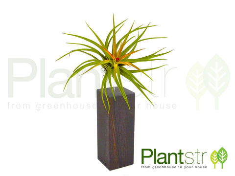 Exotica Large Air Plant