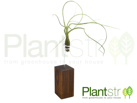 Exotica Small Black Walnut