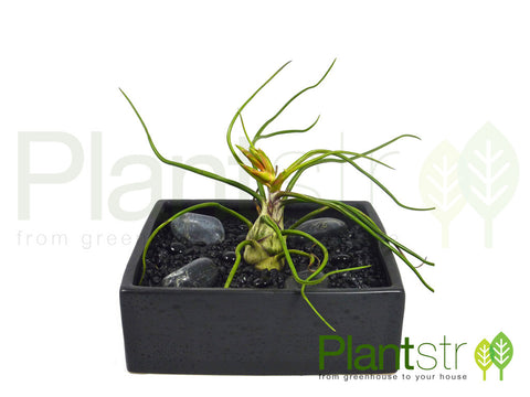 ZEN Ceramic Tray w/ Air Plant