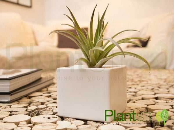 ZEN White Ceramic Cube with Air Plant