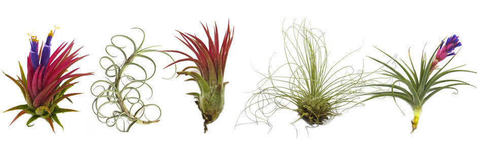 Air Plants