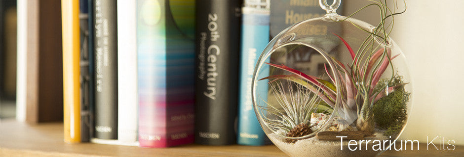 Air Plant Terrarium Kits