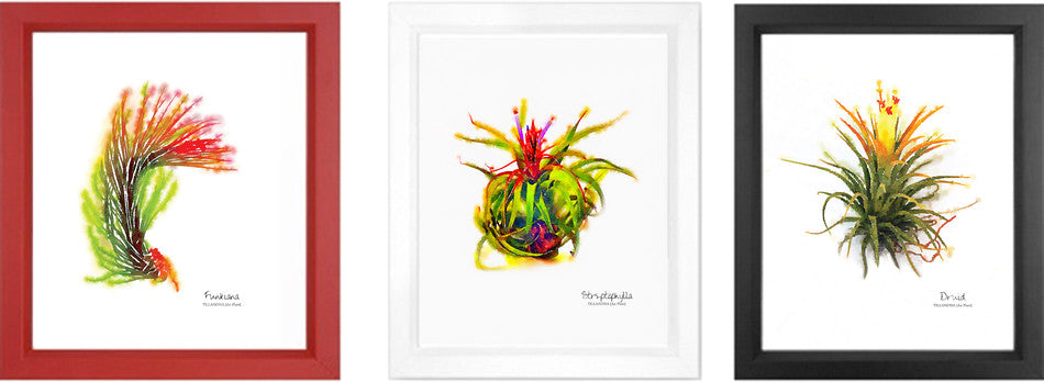 Watercolor Collection