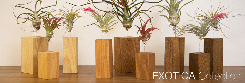 Exotica Collection